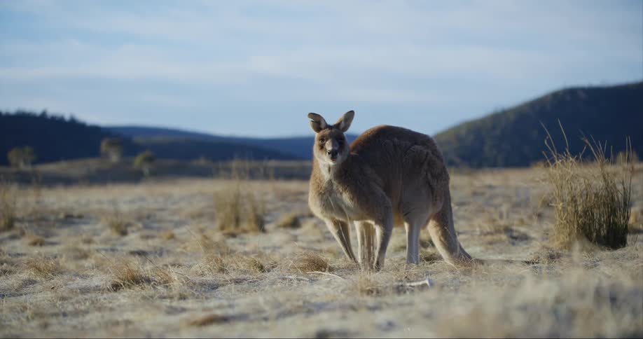 Kangaroo in a field with mountains in the background