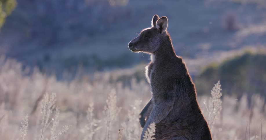 The kangaroo is scratching its fur