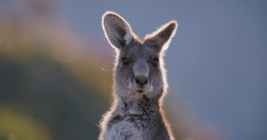 A kangaroo chews while looking forward