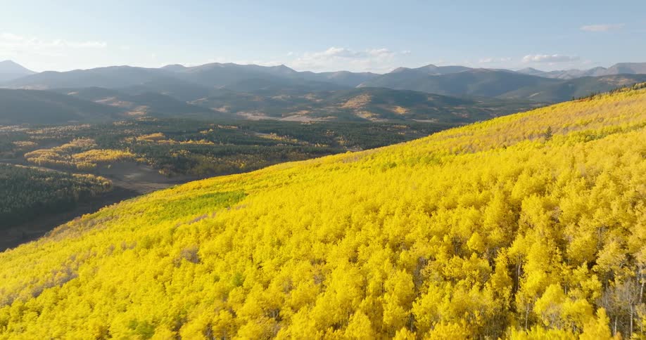 An aerial view of a hillside covered in golden aspen trees