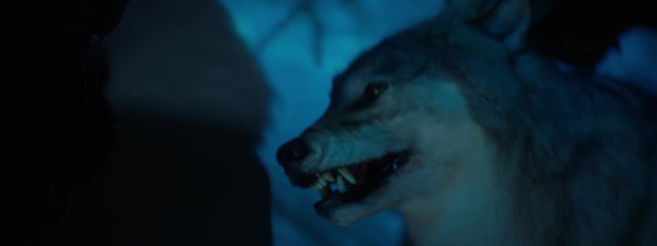 A taxidermied wolf its eyes glowing in the darkness snarling with its teeth bared