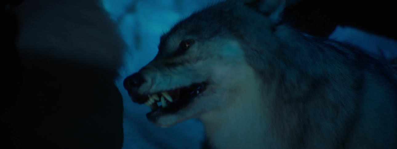 Artistic and realistic wolf in a dark room with snow reflection