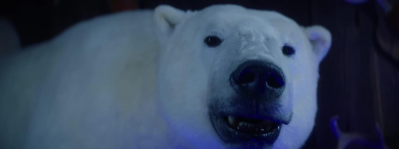 A taxidermied polar bear its white fur and black nose