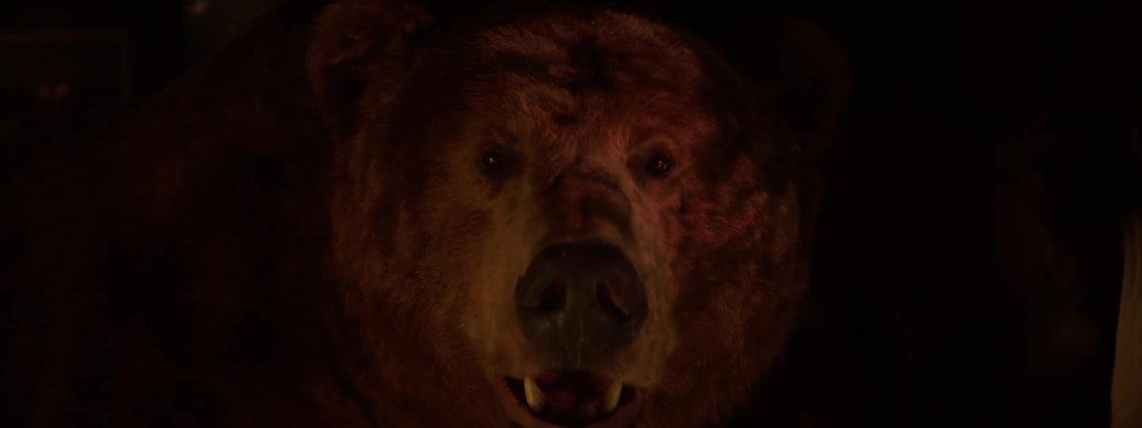 Closeup of a mounted grizzly bear head