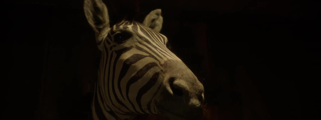 A closeup of a mounted zebra head on a dimly lit room
