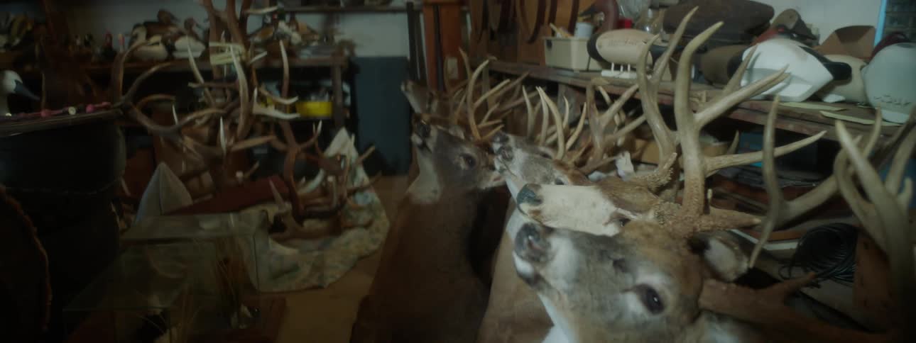 Antlered deer heads mounted on wooden plaques displayed indoors
