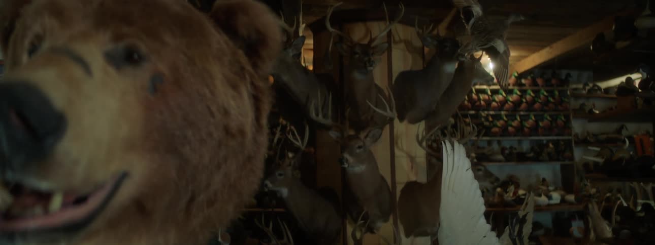 Closeup of a mounted grizzly bear head on a room full of taxidermized animals