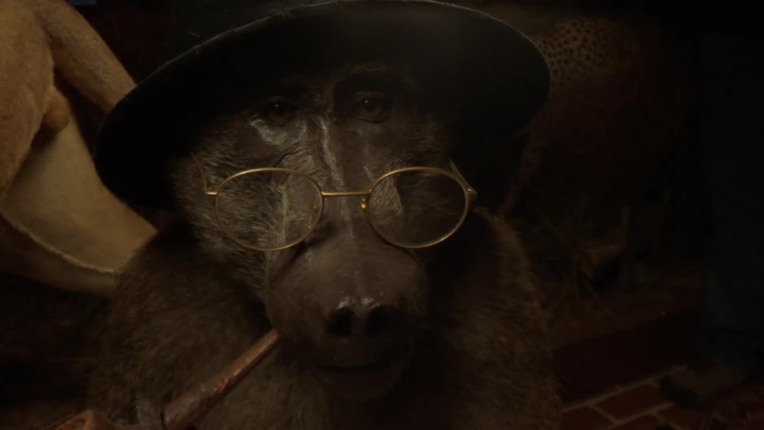 A taxidermized animal wearing a hat glasses and smoking a pipe is displayed in a museum exhibit