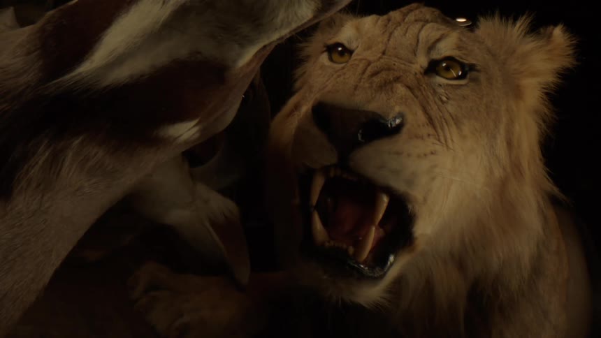 A taxidermied lion is displayed in a museum exhibit roaring with its mouth open