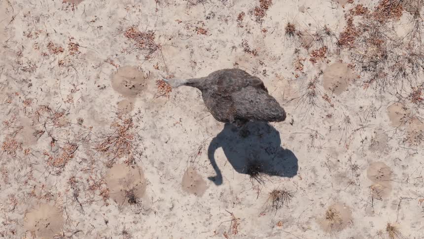 A bird seen from above walking forward on a sandy ground and there is a strong shadow of it
