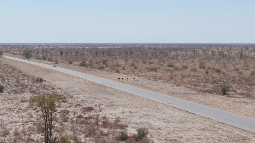 A long straight road cutting through a vast arid landscape with sparse vegetation with a white vehicle driving along the road and several ostriches standing by the side
