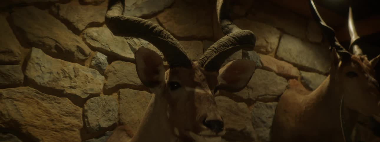 Stuffed heads of animals decorate a stone wall