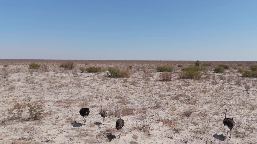 A flock of ostriches walking in a sandy plain
