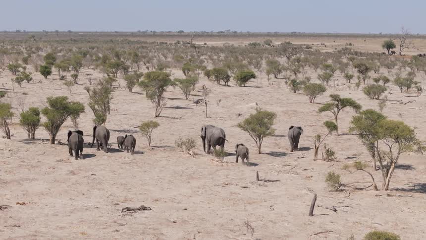 A herd of elephants trek through the savanna