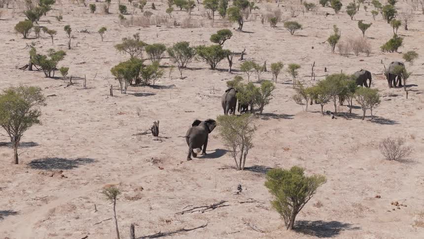 A herd of elephants walks across a plain dotted with trees