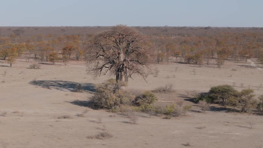 A large solitary baobab tree stands in a dry arid landscape