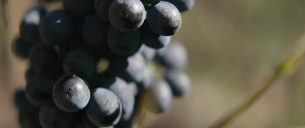 Purple grapes hanging from a vine
