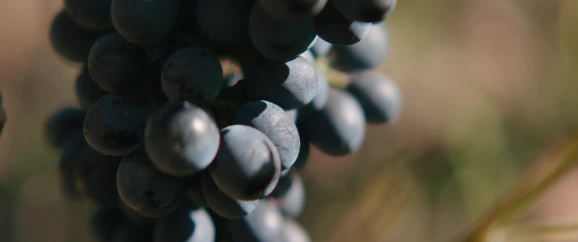 A single bunch of dark blue grapes hangs from a vine illuminated by sunlight