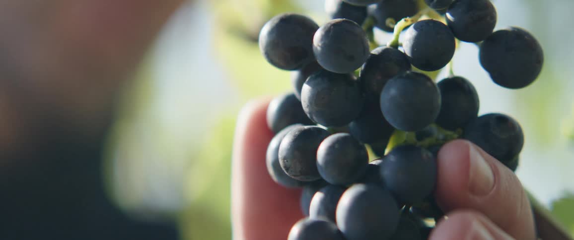 Hand passing through a bunch of grapes