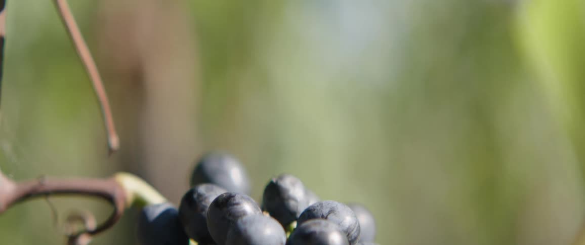 A clip of grape fruits