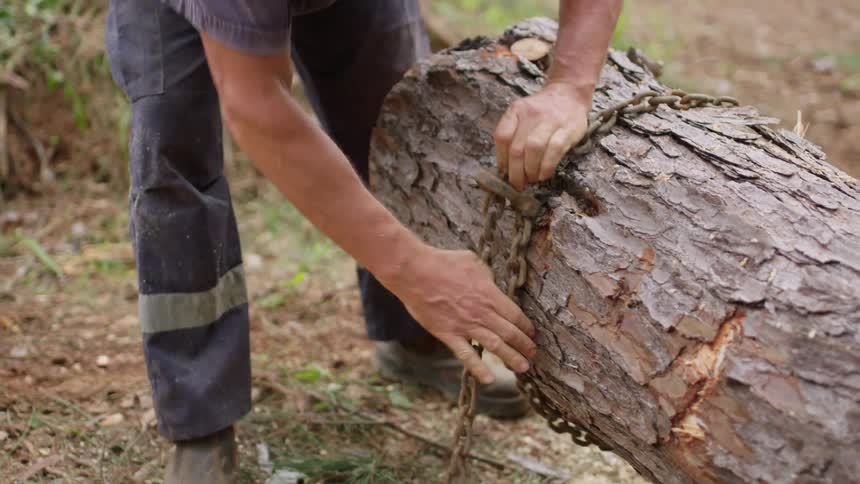 A clip of a lumber man fixing a chain on a wood