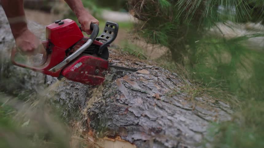 A close up clip of a person cutting a tree