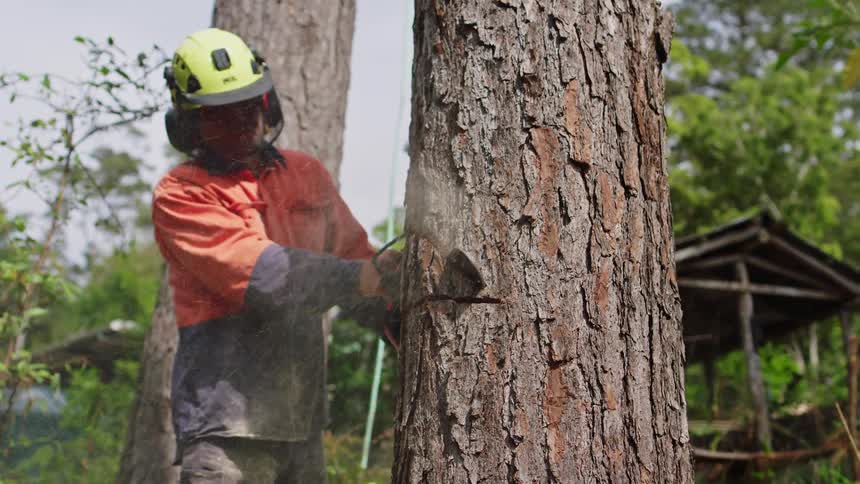 A worker cuts a chunk out of a large tree trunk with a chainsaw