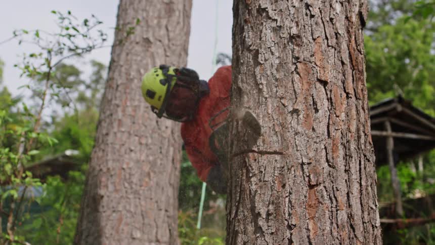 Man in protective helmet and vest using a chainsaw and cutting a tree trunk