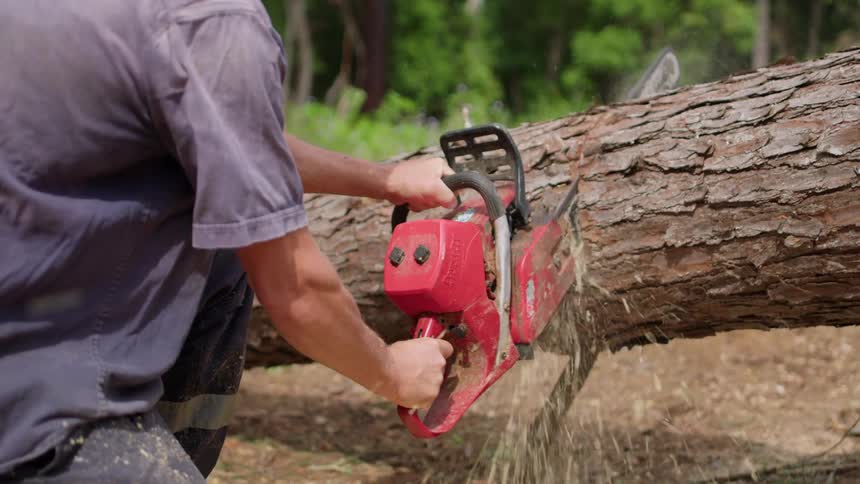 A lumberjack uses a chainsaw to cut a tree