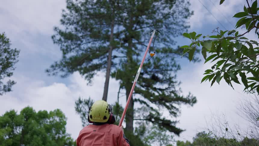 A worker who works with trees launches a line up into a tall tree