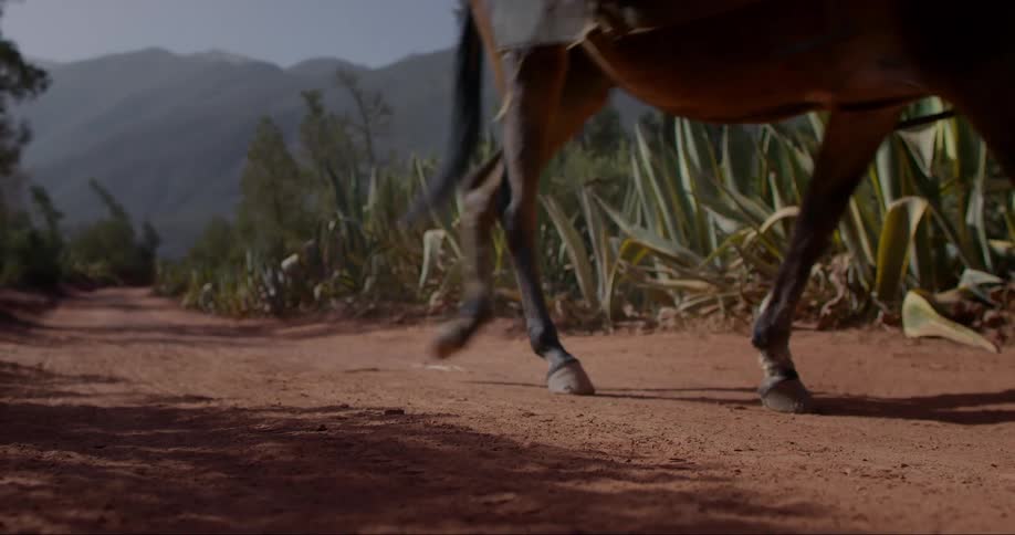 Hooves of a horse walking on dry ground with vegetation around it