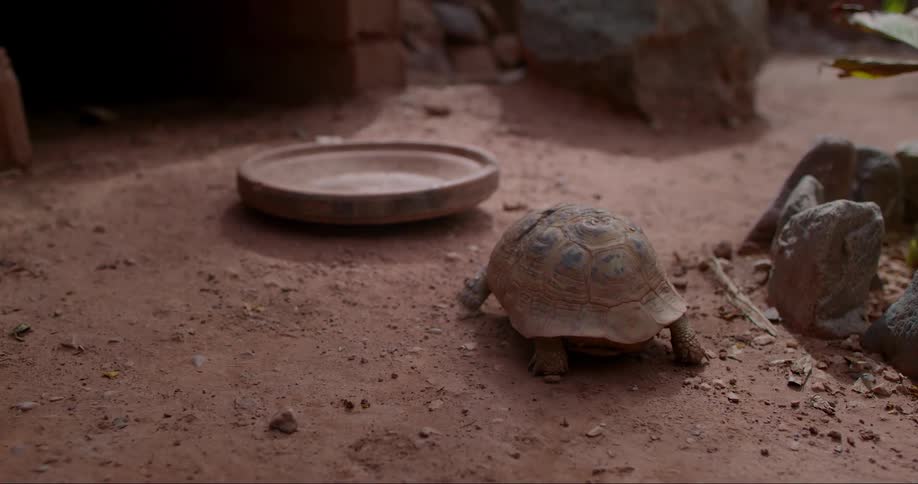A clip of a turtle