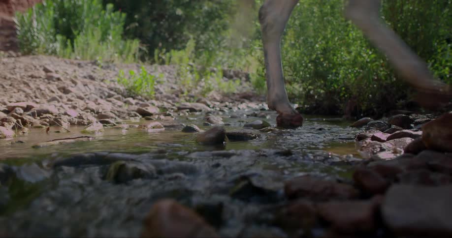 Person leads horses across a shallow creek during the daytime