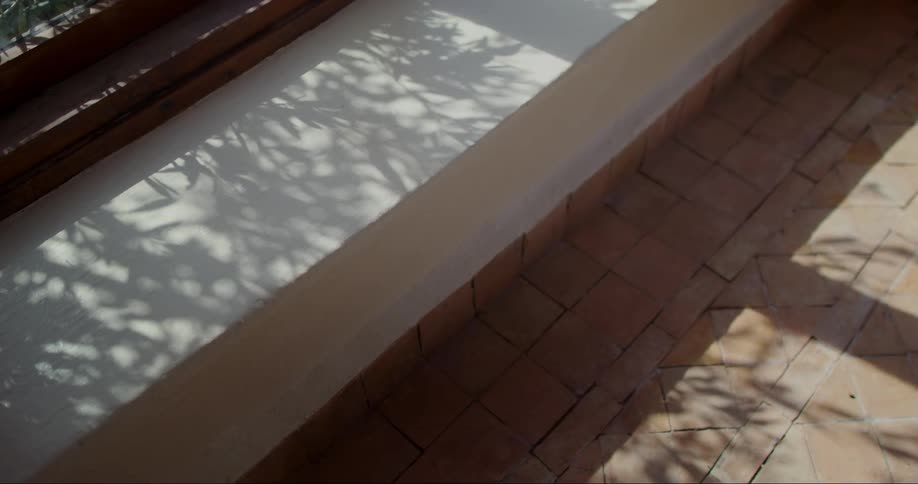 Shadow of plants reflect on a wall during the day