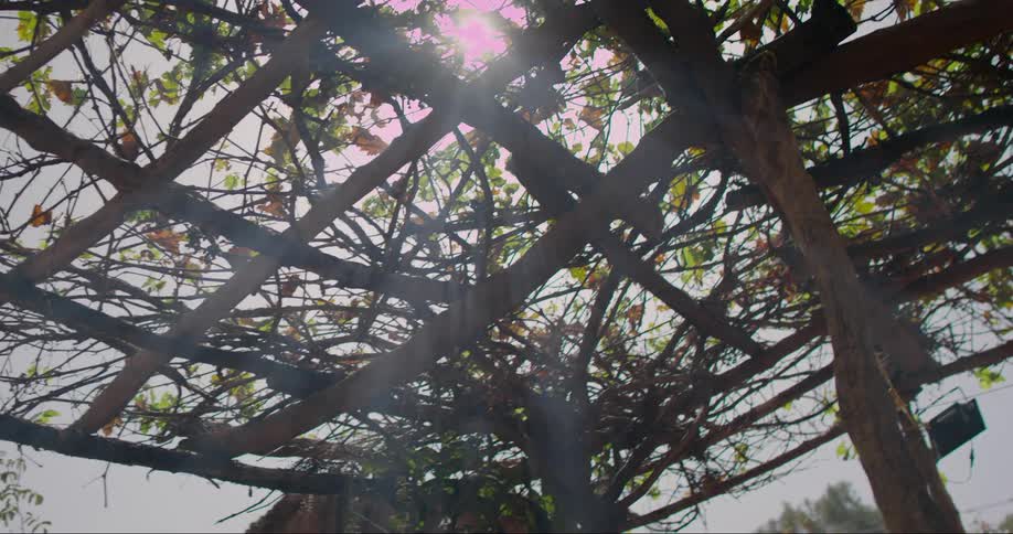 Trellis structure with intertwined branches and some leaves against a clear sky with the sun peeking through