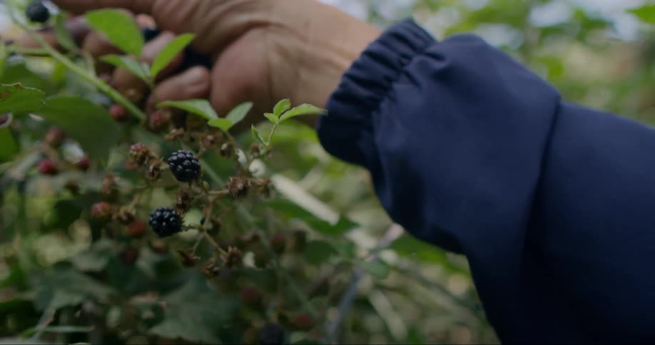 Hand picking ripe blackberry fruits on a tree
