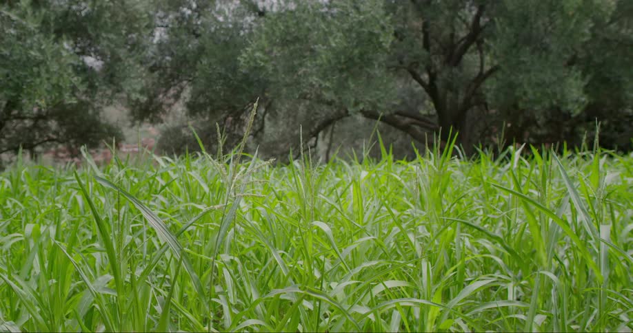 Green grass in a field with trees in the background