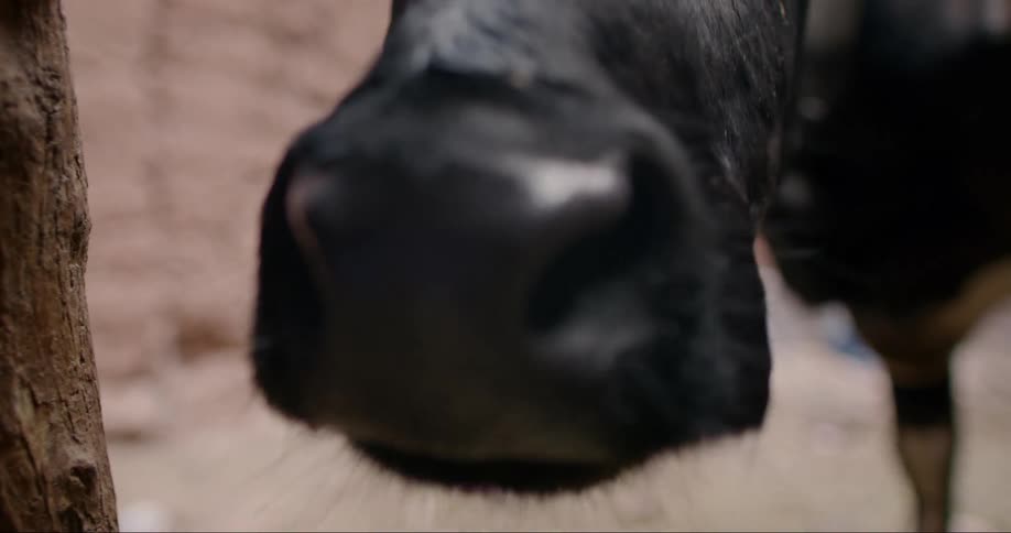 A close up of the snout of a black cow
