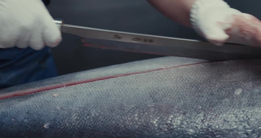 A gloved hand slices into a large tuna fish with a sharp knife