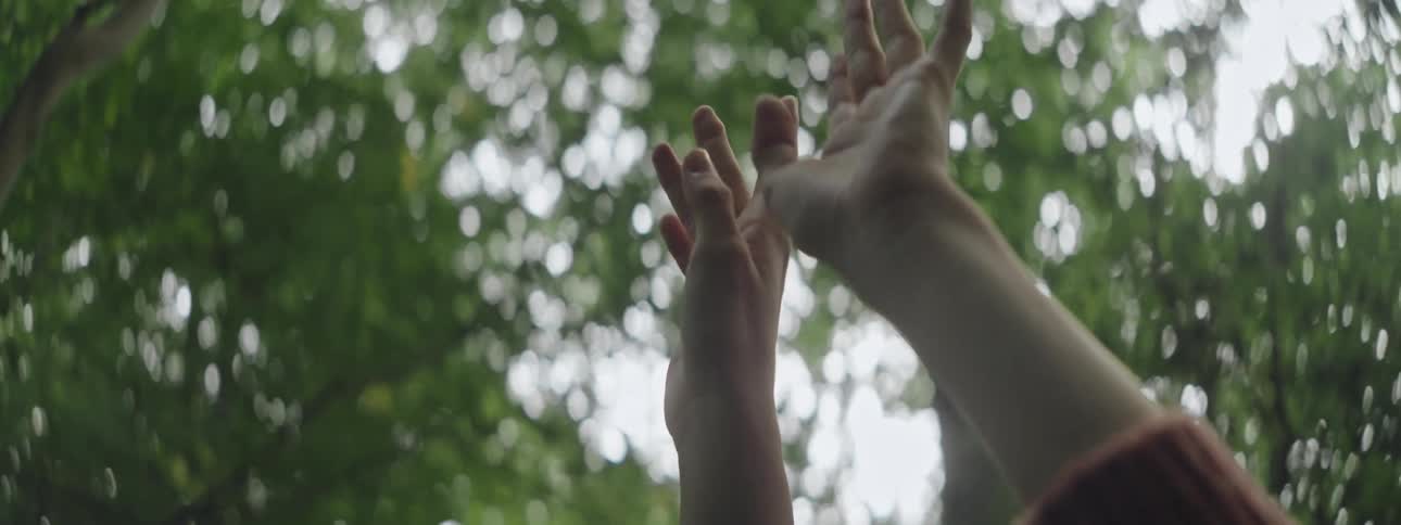 Womans hands up and down a tree with green foliage