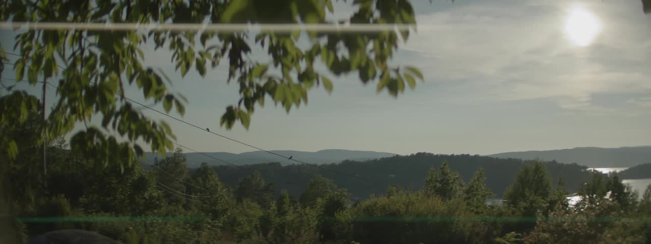A clip of a natural vegetation area