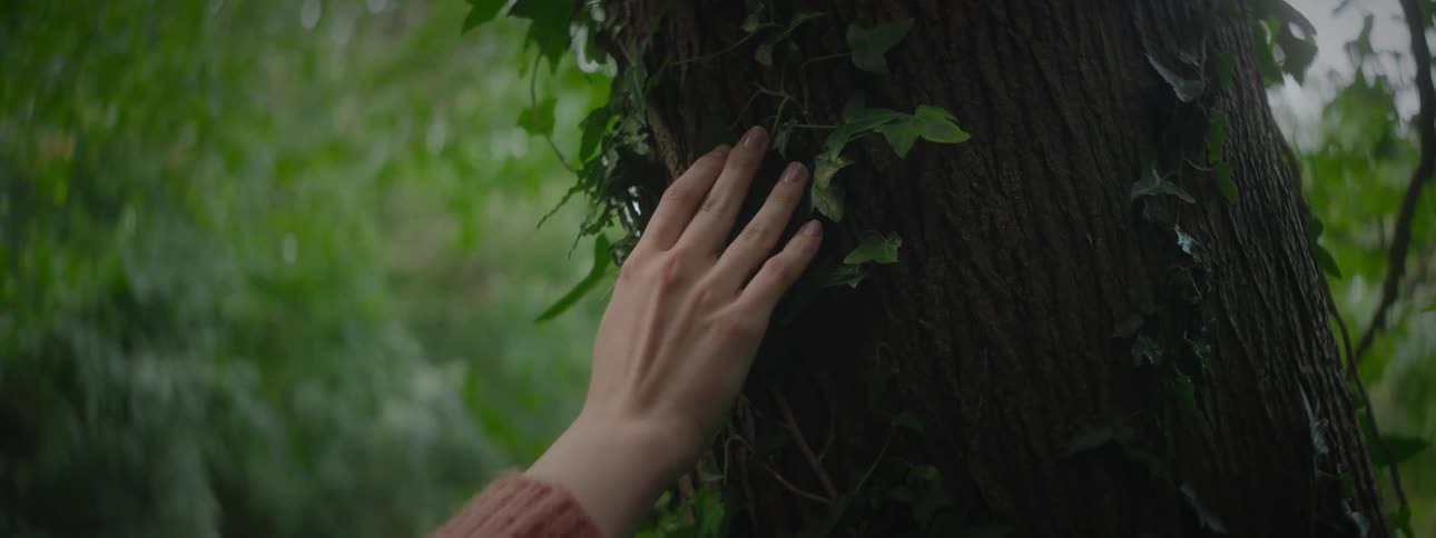 A hand gently touching the textured bark of a tree covered in green ivy with sunlight filtering through the leaves in the background