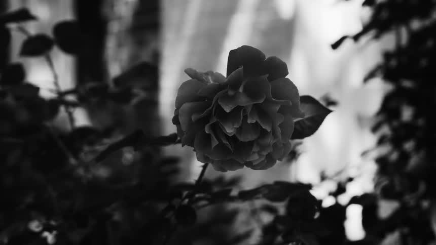 A black and white image of a geranium attached to a branch surrounded by leaves