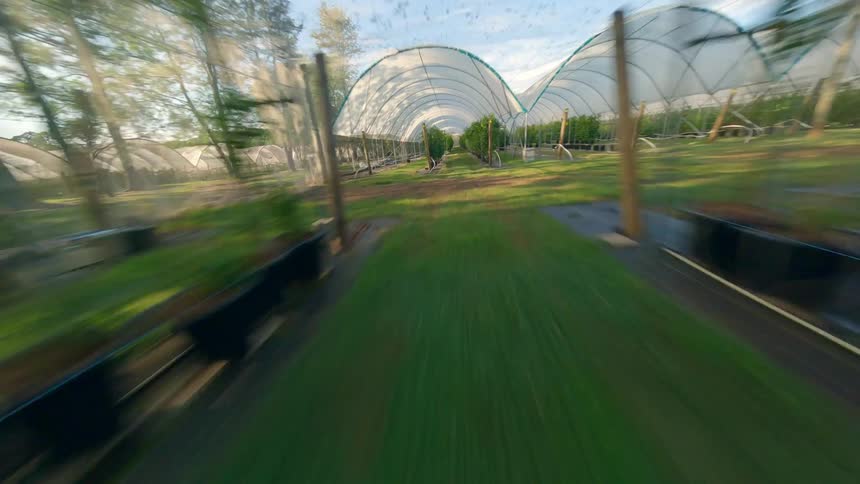Aerial view inside a large greenhouse with green plants, high speed through the greenhouse plant rows