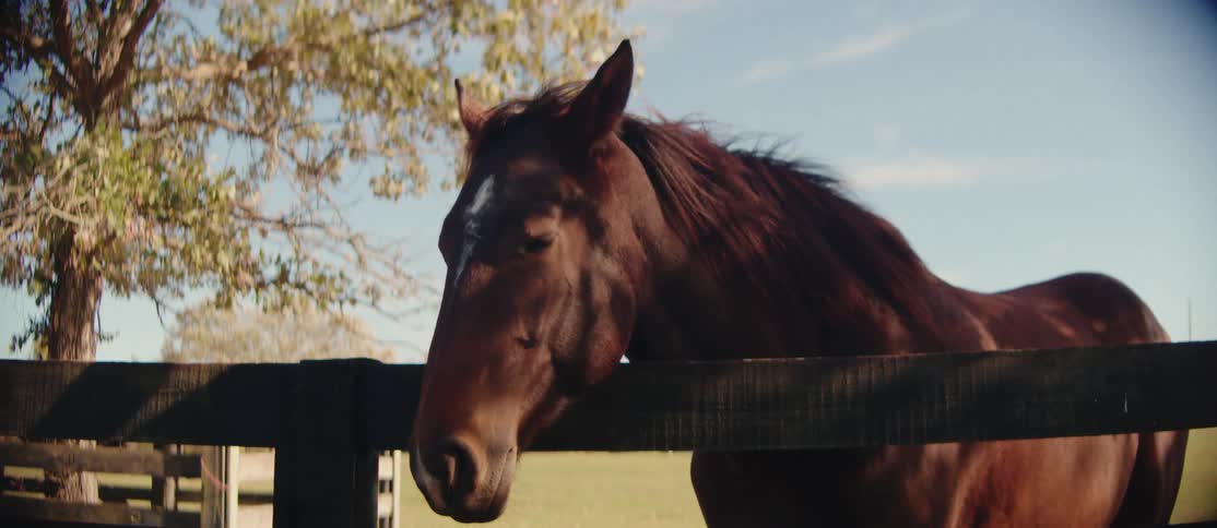 Horse in a field leaning against a wooden fence