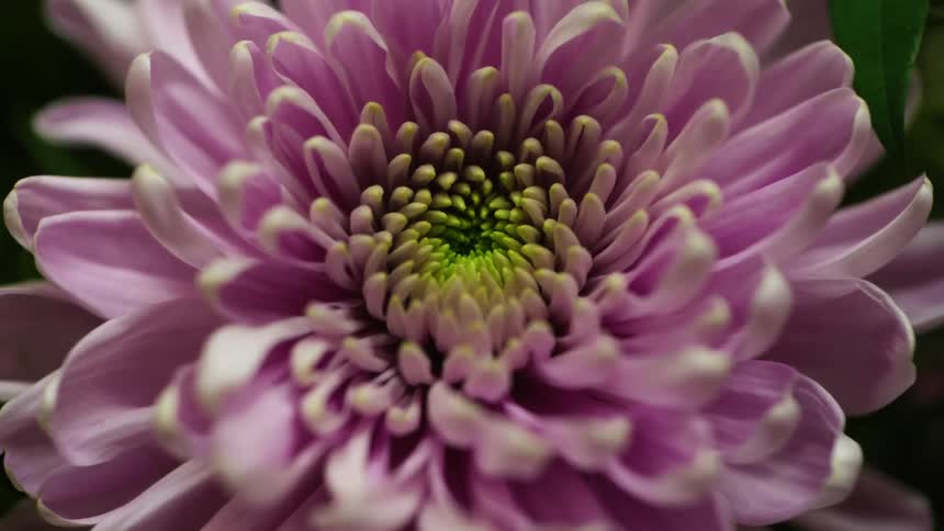 Closeup of a large pink flower with a greenish core