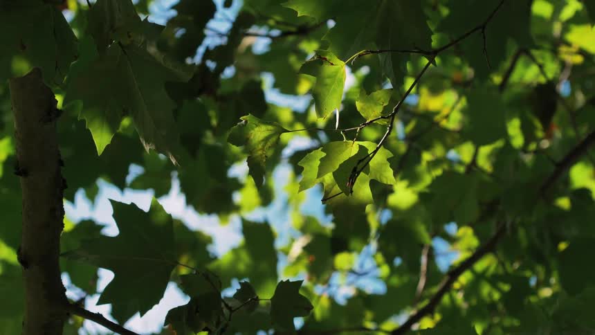 The wind blows the leaves on the tree