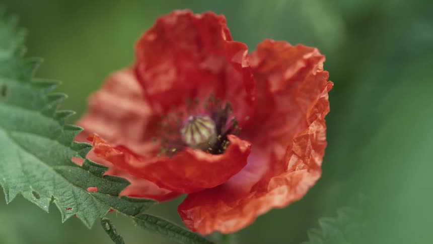 A closeup of a red poppy flower