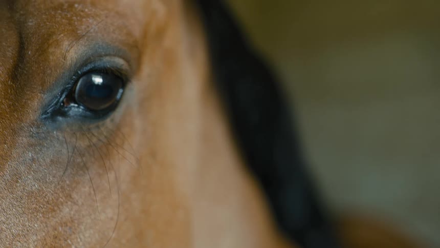 Closeup of a horses side and eye