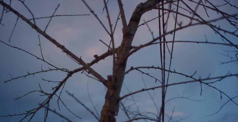 A tree with bare branches against a twilight sky
